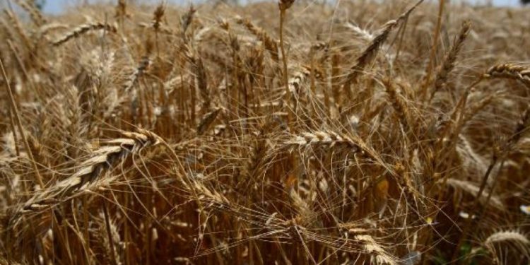 Bakanlıktan 'buğday' açıklaması: 'Hindistan'dan buğday almıyoruz, un ihracatında birinciyiz'