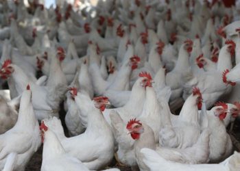 Bakanlığa tepki: 'Tavuğun bile AKP'lisi, CHP'lisi oluyormuş'
