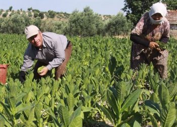 Bakırlıoğlu: Böyle giderse seneye tütün üretecek çiftçi bulamayacağız
