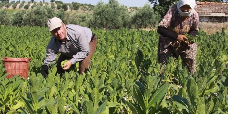 Bakırlıoğlu: Böyle giderse seneye tütün üretecek çiftçi bulamayacağız
