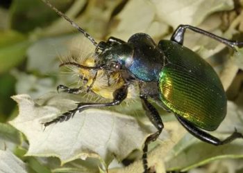 Belçika ormanlarını Türkiye'den ithal edilen böcekler koruyacak