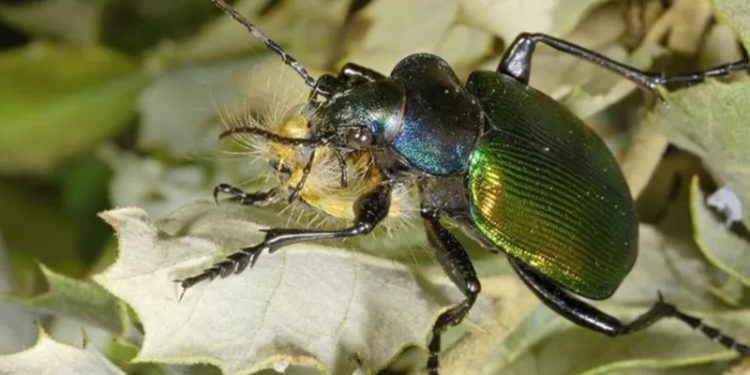 Belçika ormanlarını Türkiye'den ithal edilen böcekler koruyacak