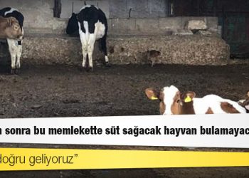 Besiciler uyardı: Sona doğru geliyoruz, 3-5 gün sonra bu memlekette süt sağacak hayvan bulamayacağız