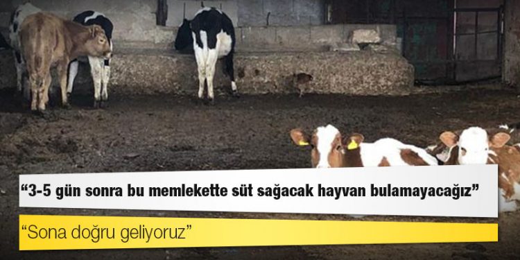 Besiciler uyardı: Sona doğru geliyoruz, 3-5 gün sonra bu memlekette süt sağacak hayvan bulamayacağız