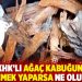 Bir KHK’lı ağaç kabuğundan yemek yaparsa ne olur?