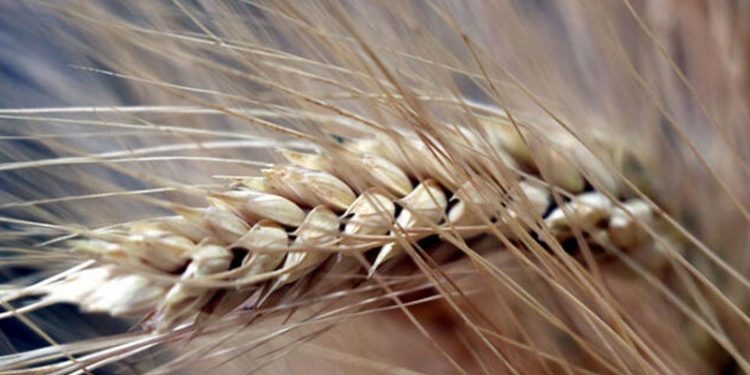 Buğdayın maliyeti 1.850 TL, çiftçinin kazancı 1.500 TL