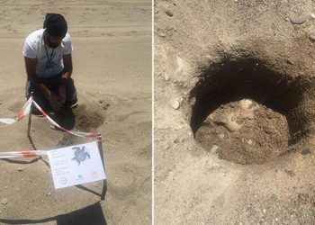 Caretta carettaların yuva oluşumları bu yıl iki hafta gecikti