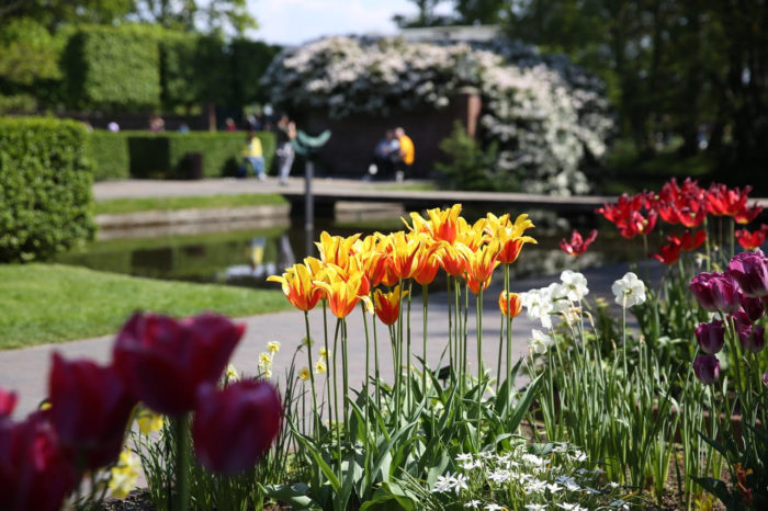 Dünyanın en büyük çiçek bahçesi Keukenhof’u 1,1 milyon kişi ziyaret etti