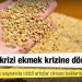 Dünya gazetesi yazarı Ali Ekber Yıldırım: Buğday krizi ekmek krizine dönüşüyor