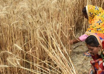 Dünya için Ekmek'ten Hindistan'a destek