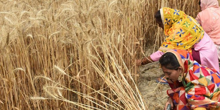 Dünya için Ekmek'ten Hindistan'a destek