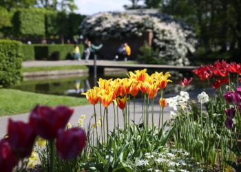 Dünyanın en büyük çiçek bahçesi Keukenhof’u 1,1 milyon kişi ziyaret etti