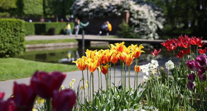 Dünyanın en büyük çiçek bahçesi Keukenhof’u 1,1 milyon kişi ziyaret etti