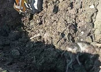 Düzce'de 15 köpeğin toplu olarak gömüldüğü ortaya çıktı