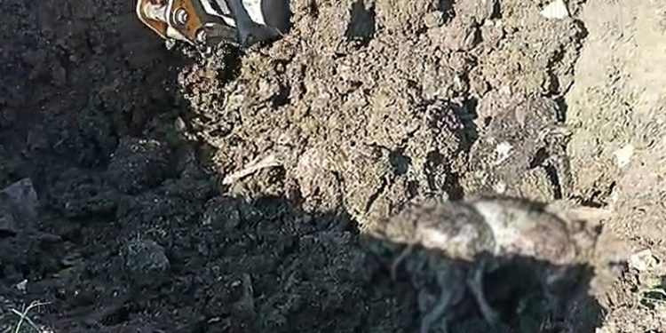 Düzce'de 15 köpeğin toplu olarak gömüldüğü ortaya çıktı