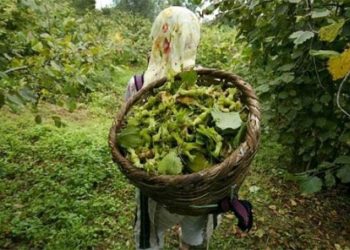 Fındık üreticisi çaresiz durumda: Elimizdeki avucumuzdaki banka kredilerinin faizlerine gidiyor
