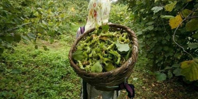 Fındık üreticisi çaresiz durumda: Elimizdeki avucumuzdaki banka kredilerinin faizlerine gidiyor