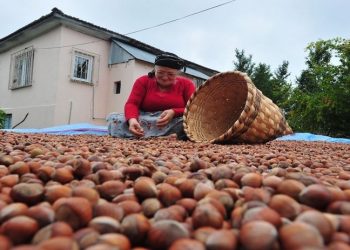Fındığı 'don' vurdu: Yüzde 40 kayıp bekleniyor