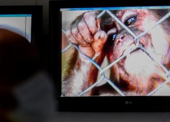 Gitgide yayılıyor: Maymun çiçeği virüsü vakası bir ülkede daha görüldü