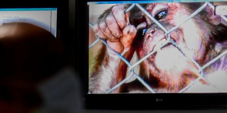 Gitgide yayılıyor: Maymun çiçeği virüsü vakası bir ülkede daha görüldü