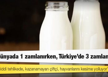 Gıda, dünyada 1 zamlanırken, Türkiye'de 3 zamlanıyor: "Süt arzı ciddi tehlikede, kazanamayan çiftçi, hayvanlarını kesime yolluyor"