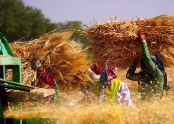 Hindistan buğday ihracatını yasakladı