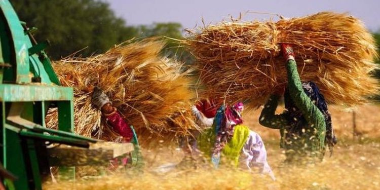 Hindistan buğday ihracatını yasakladı