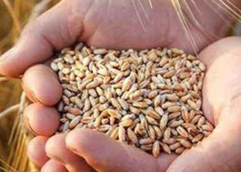 Hindistan'dan ithal edilen buğday hastalıklı çıktı; gemi geri gönderilecek