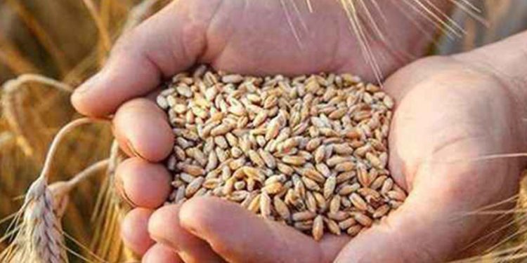 Hindistan'dan ithal edilen buğday hastalıklı çıktı; gemi geri gönderilecek