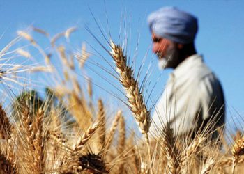 Hindistan'ın ihracat yasağı sonrası Buğday fiyatları arttı