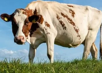 Hollanda'da çayırda otlayan ineklerin çevreye zarar verip vermediği incelenecek