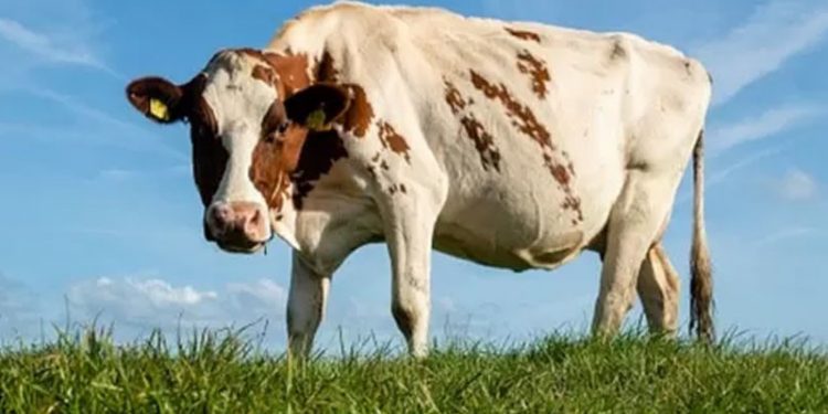 Hollanda'da çayırda otlayan ineklerin çevreye zarar verip vermediği incelenecek