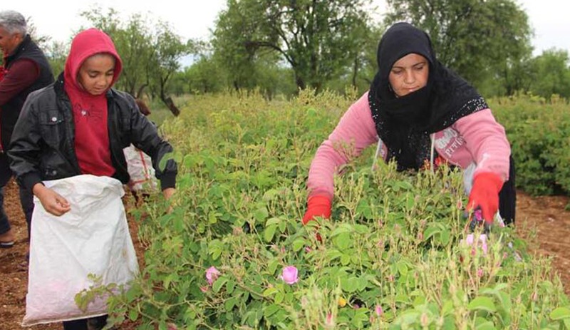 Isparta'da gül hasadı başladı; rekolte beklentisi 15 bin ton