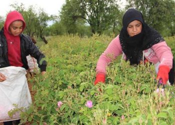 Isparta'da gül hasadı başladı; rekolte beklentisi 15 bin ton