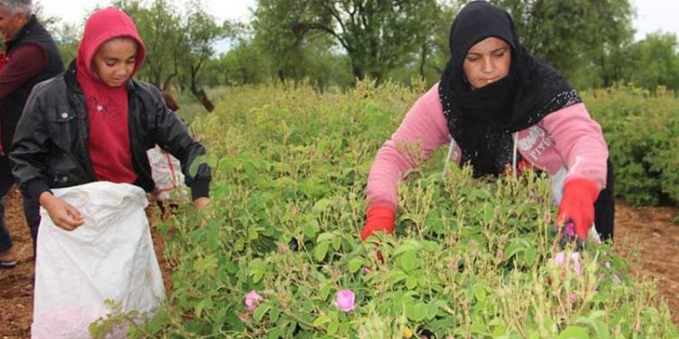 Isparta'da gül hasadı başladı; rekolte beklentisi 15 bin ton