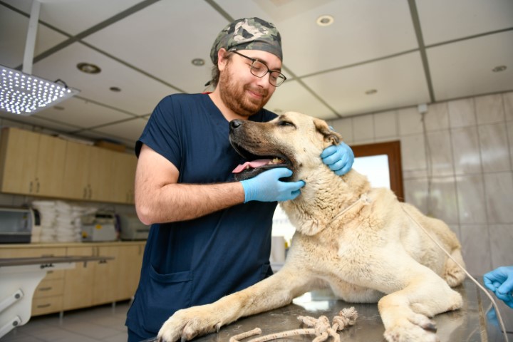 Köpeği kamyonetin arkasında sürüklemenin cezası 196 lira