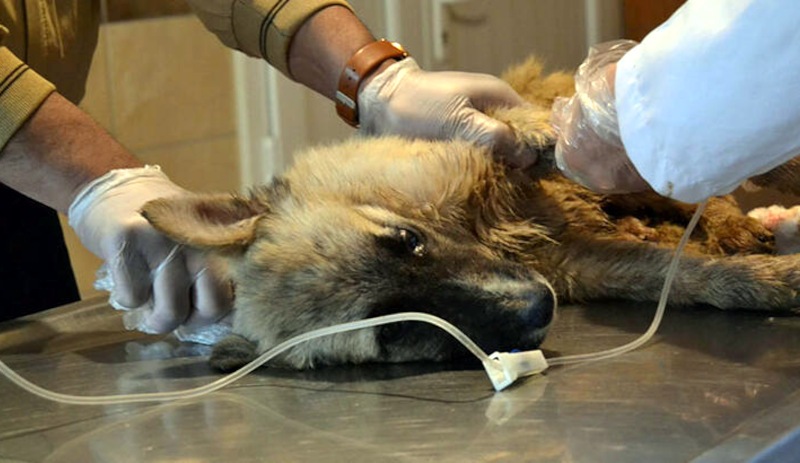 Köpekleri tarım ilaçlı tavuk etiyle öldürmüşler