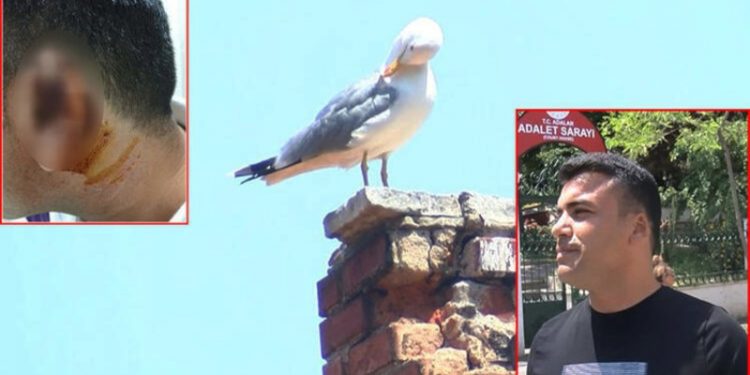 Kavgada ısırılarak koparılan kulağını martı kaptı: Davası bugün görüldü