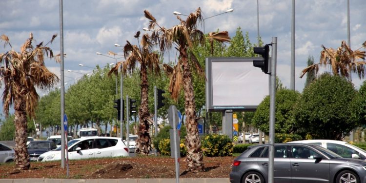 Kayyım dikmişti: Diyarbakır'daki palmiyelerin yüzde 99’u kurudu