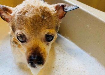 Kenara çekil TobyKeith; yaşayan en yaşlı köpek rekorunun yeni bir sahibi var