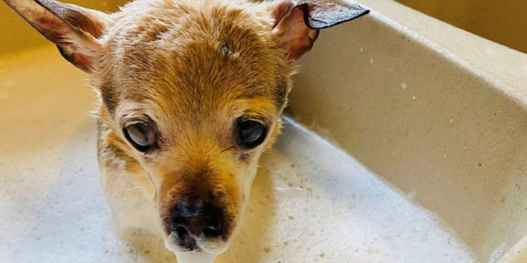 Kenara çekil TobyKeith; yaşayan en yaşlı köpek rekorunun yeni bir sahibi var