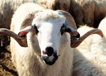 Kurbanlık fiyatları el yakıyor: K&uuml;&ccedil;&uuml;kbaş hayvanlara ortak olmaya hazırlanın