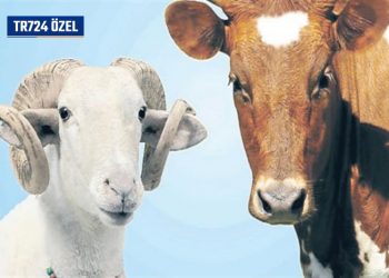 Kurbanlık üzerinden hormonlu kazanç