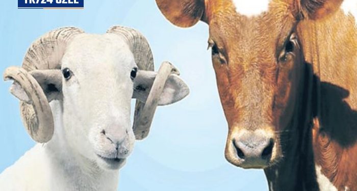 Kurbanlık üzerinden hormonlu kazanç