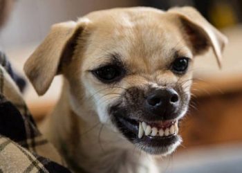 Köpeklere ilginç yasak: Sadece belirtilen saatlerde havlayabilecekler