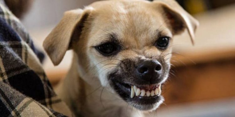 Köpeklere ilginç yasak: Sadece belirtilen saatlerde havlayabilecekler