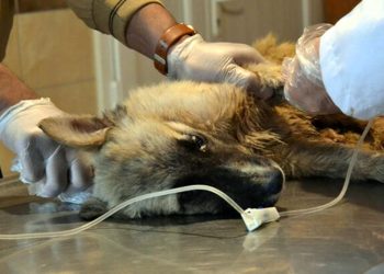 Köpekleri tarım ilaçlı tavuk etiyle öldürmüşler