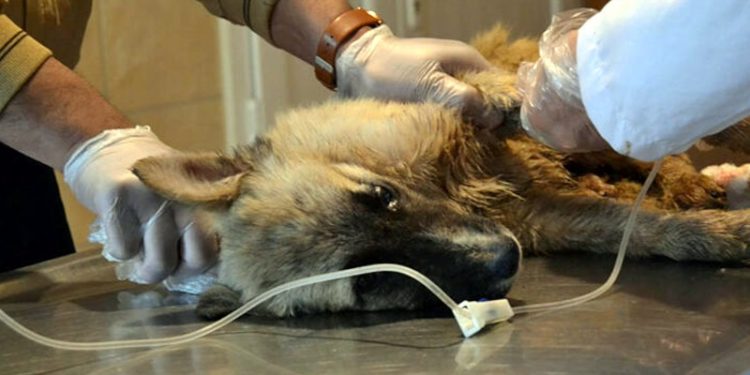 Köpekleri tarım ilaçlı tavuk etiyle öldürmüşler