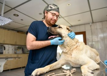 Köpeği kamyonetin arkasında sürüklemenin cezası 196 lira