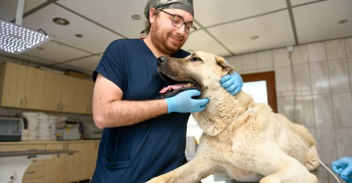 Köpeği kamyonetin arkasında sürüklemenin cezası 196 lira